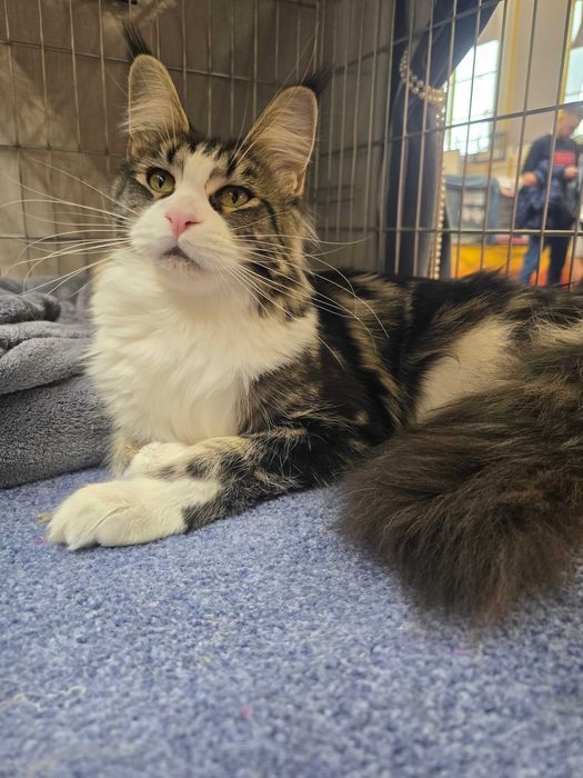 Piękna dziewczynka  Maine Coon