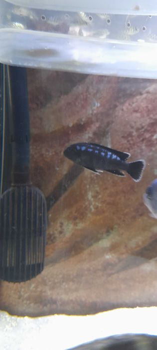 Ciclídeos do lago Malawi