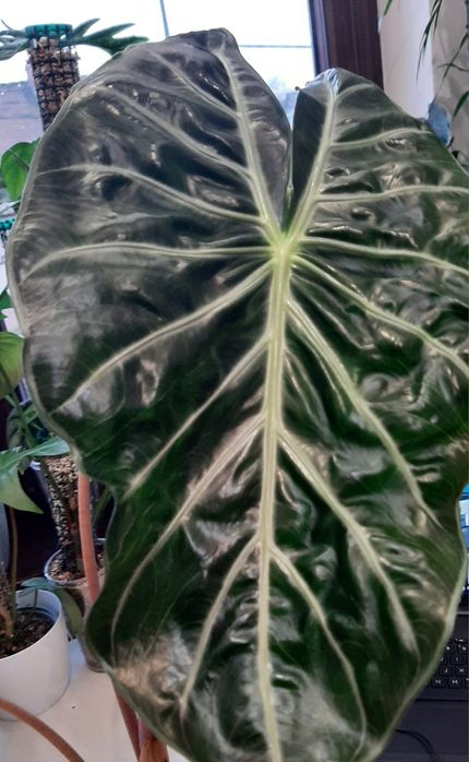 Alokazja Pink Dragon BULWA