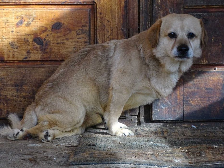 BLONDYN- pies o złotym sercu