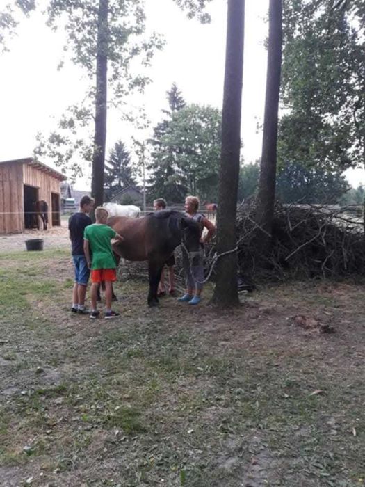 Wałach Huculski Cytryn