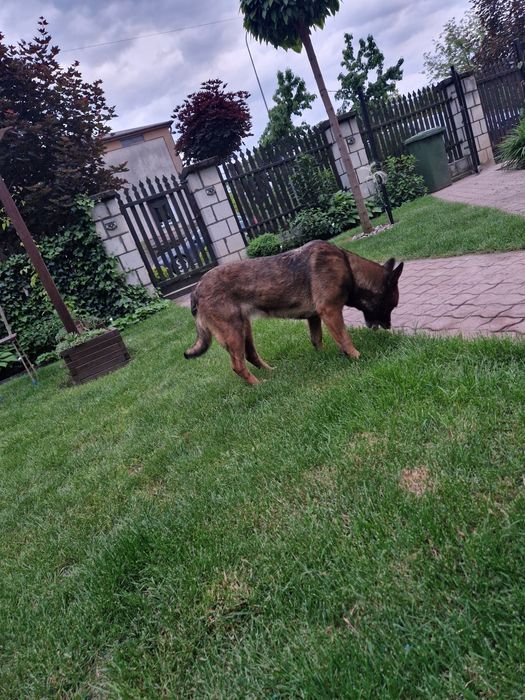 Owczarek belgijski malinois