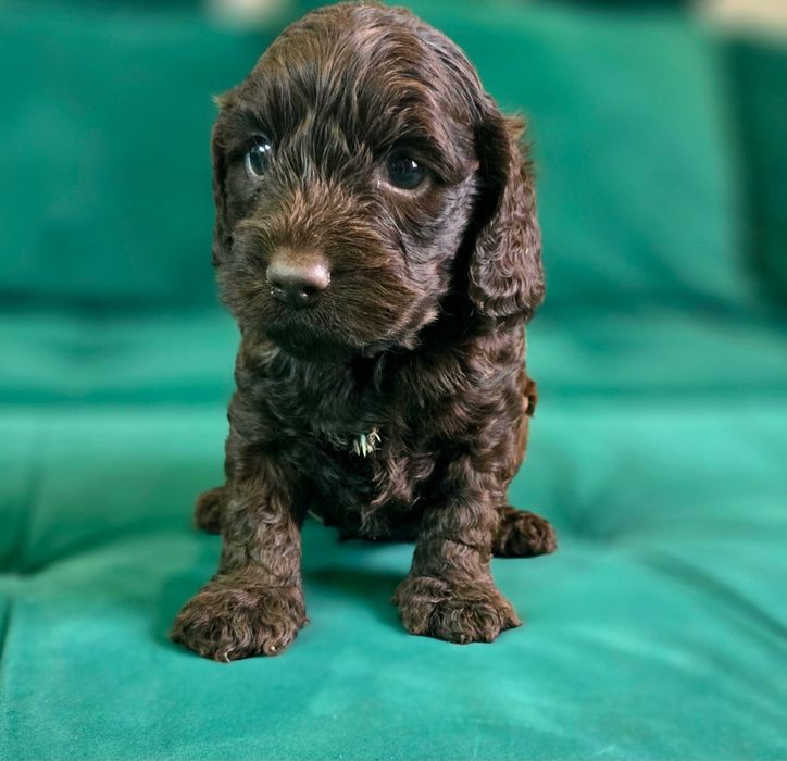 Czekoladowy piesek cockapoo