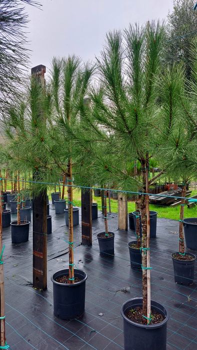 Lote 30 pinheiros mansos 1.70/1.90