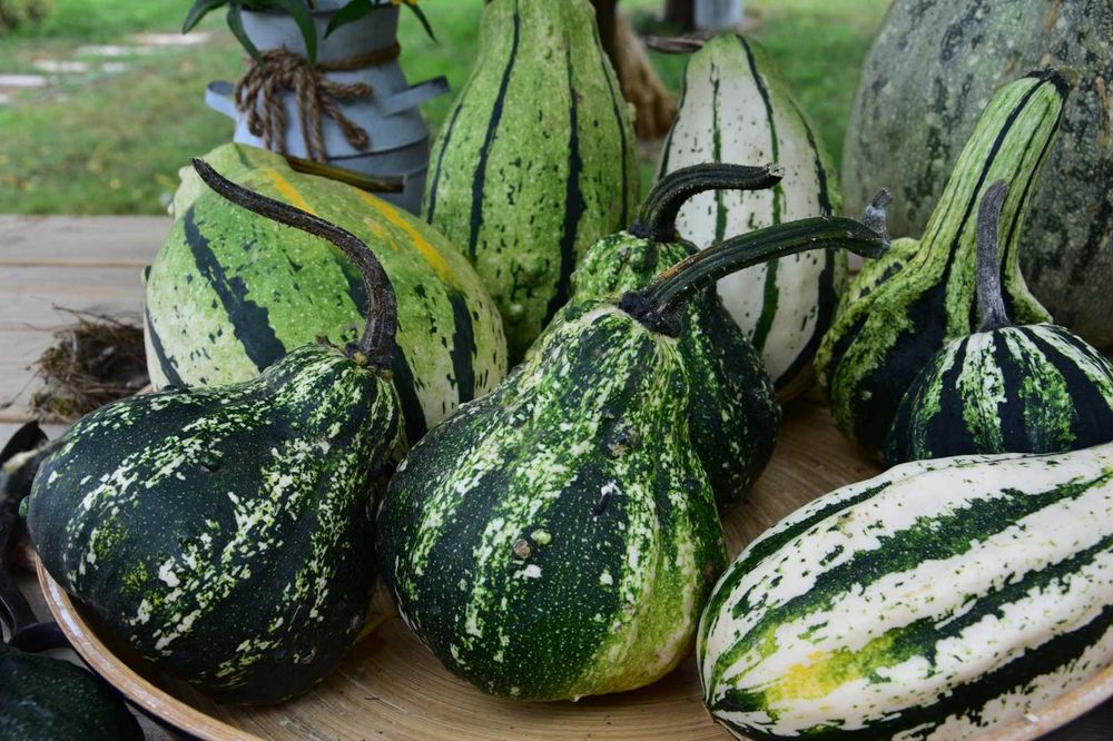 Abóboras Ornamentais Diversas