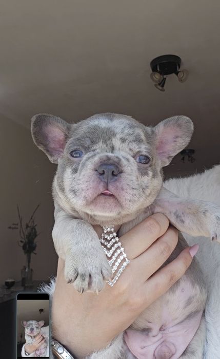 Bulldog francês Qualidade macho Lilac
