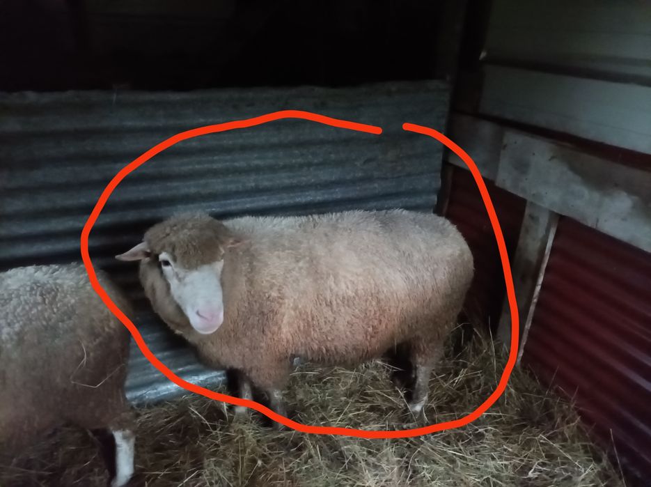 Vendo ou troco este lindo animal macho, Île de France