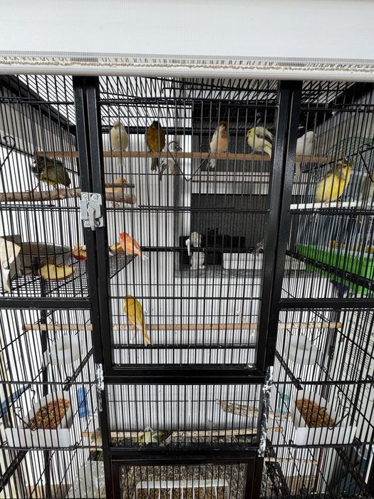 [14]Canarios + Jaula