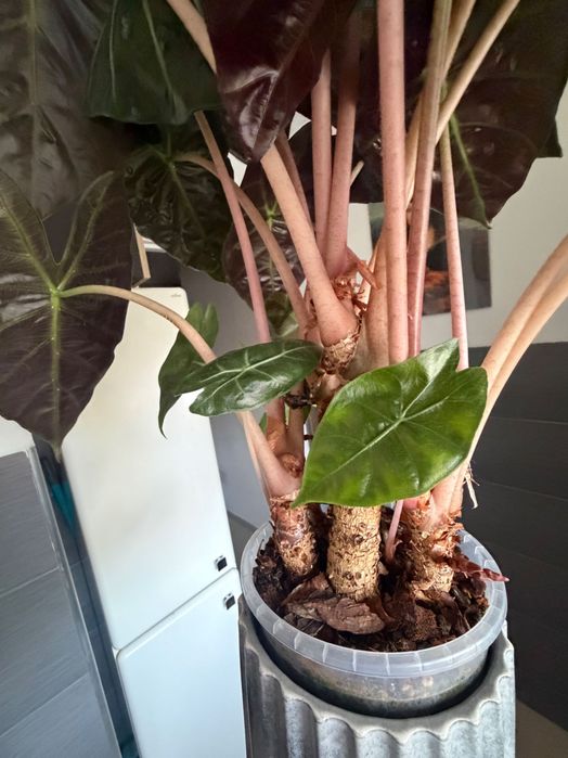 Alocasia alokazja pink dragon zestaw 6 bulw