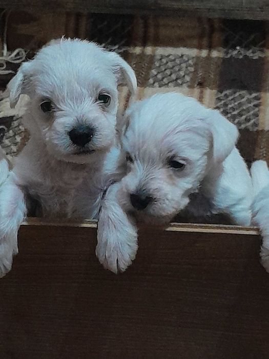 suczka sznaucer miniaturowy