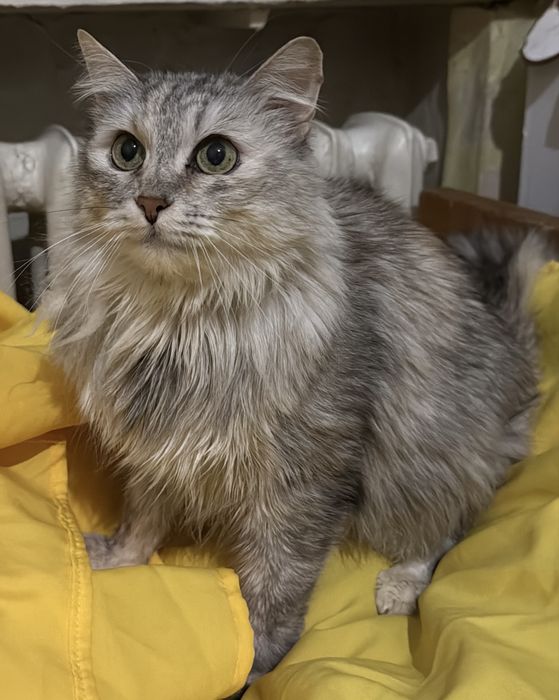 Молодая кошечка в хорошие руки