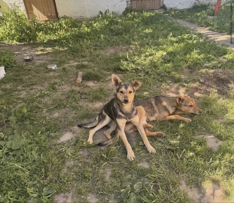 Шукаю дім для собак