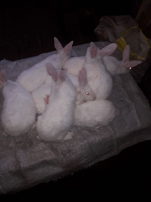 Продам кроликів породи панон
