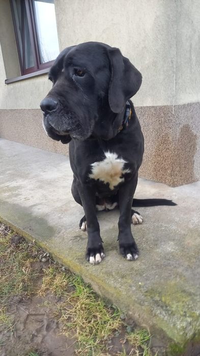 Jenny suka o wielkim sercu