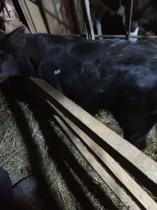 Теля бичок 10 днів