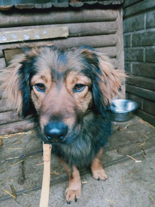 Mały Irysek źle znosi pobyt w schronisku, daj mu dom!