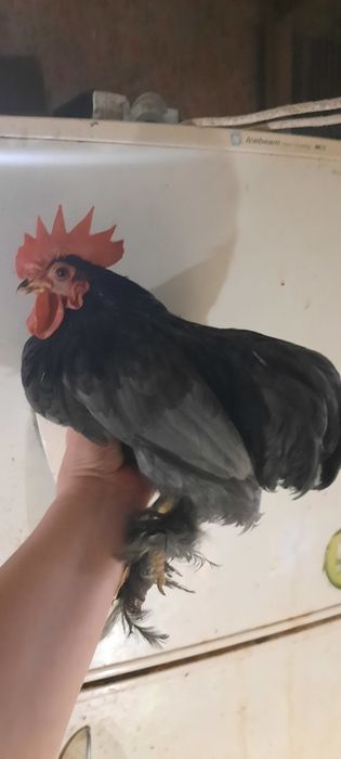 Півники карликового кохінхіна