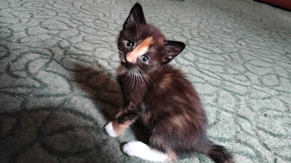 Отдам бесплатно котят в хорошие руки