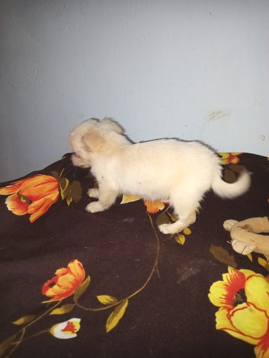 2Дівчинки і хлопчик чішки.