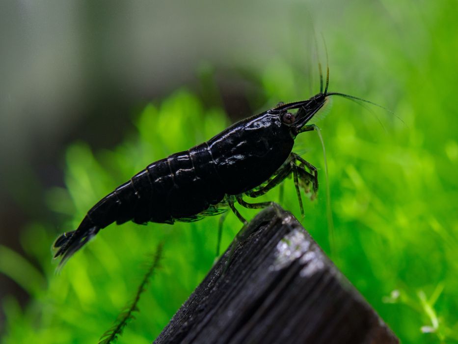 Camarões Neocaridina Black Sakura