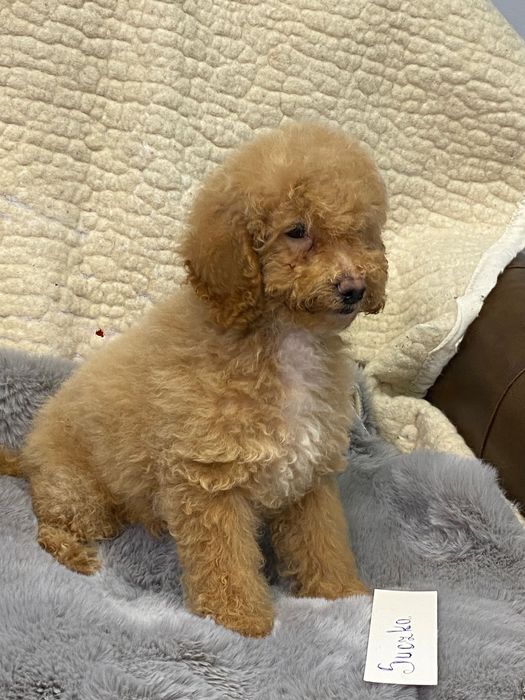 Sprzedam piękne cockapoo