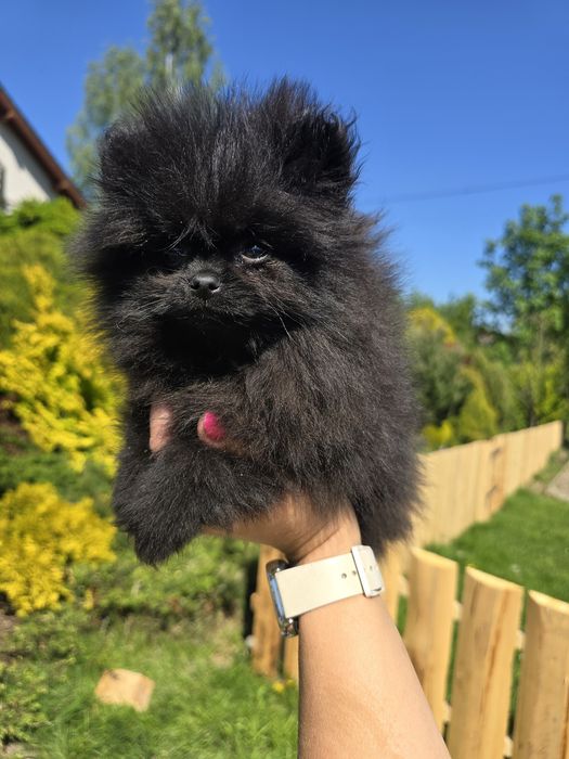 Szpic miniaturowy Pomeranian czarny piesek