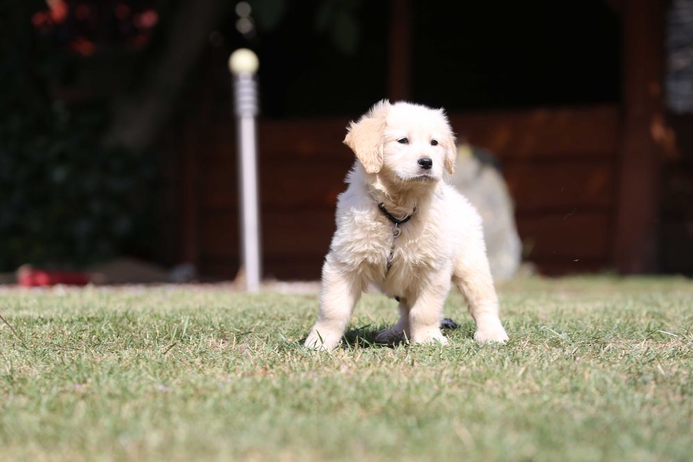 Golden Retriever szczeniak suczka