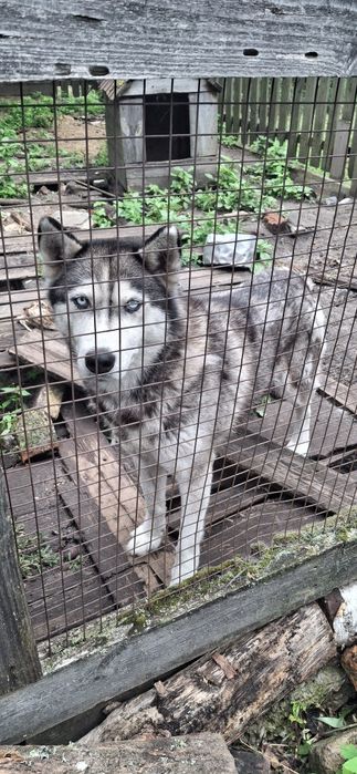 Віддам породисту собаку в хороші руки безкоштовно