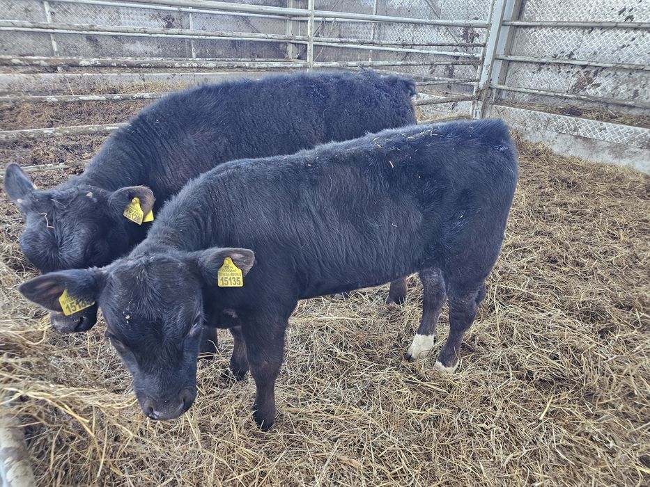 Sprzedam 2 jałowki odsadki czarne