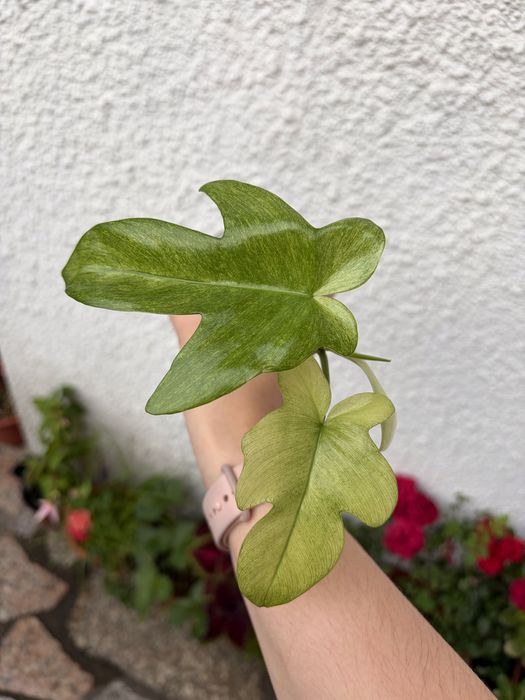 Philodendron Florida Ghost