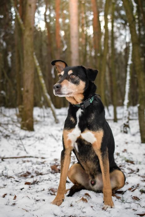 Od szczeniaka w schronisku... Czy uśmiechnie się do niego szczęście?
