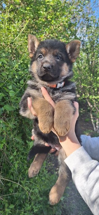Цуценята німецької вівчарки резерв