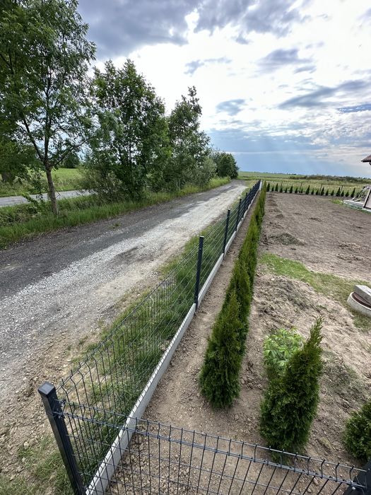 Tuja szmaragd SADZENIE plantacja producent TRANSPORT