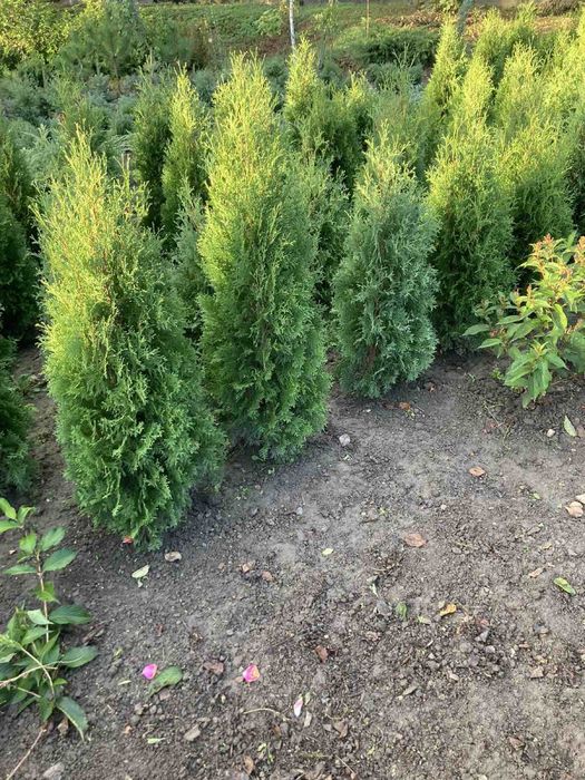 Туя Колоновидна 1м 200 грн