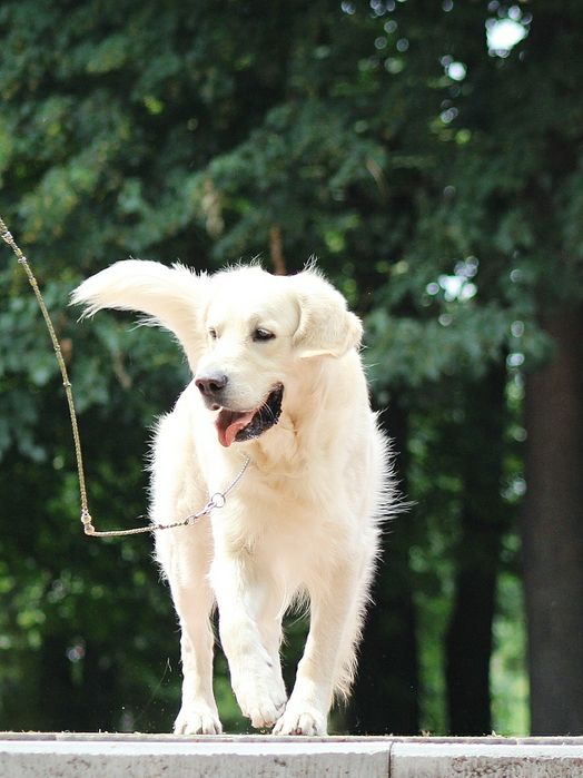 Гранд Чемпіон України для в'язки!