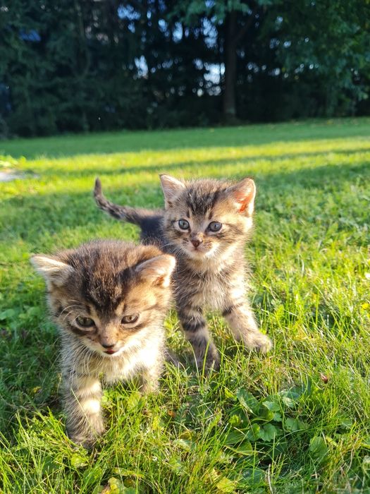 4 urocze kociaki szukają kochających domów!