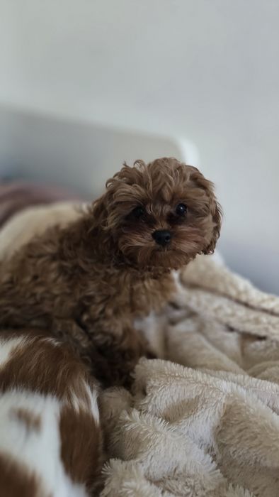 Cavapoo F1b sunia