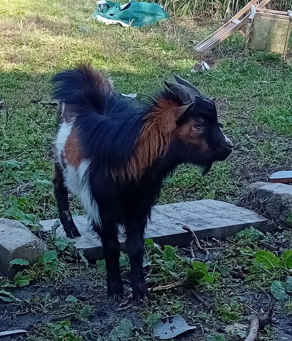 Venda de três cabras anãs macho