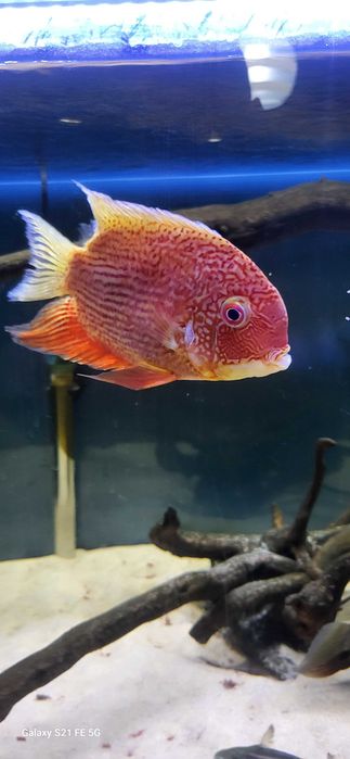 Severum gold e red
