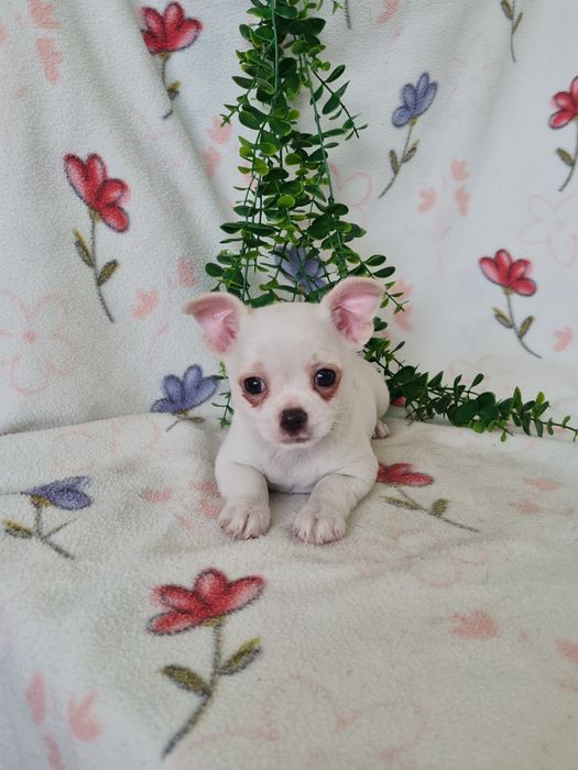 Excecional mini Chihuahua/Chiuaua de Qualidad,LinhagemRussa