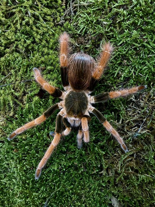 Samce/Samice/maluchy