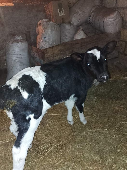 Продам теличку..