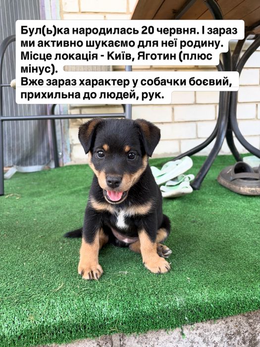 Щеня (мама яґдтерʼєр) дівчинка Яготин собака