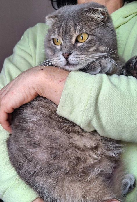 Шотландська висловуха кошечка Димка  тиха, ніжна, дуже гарна дівчинка