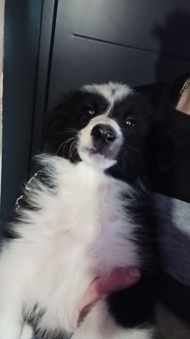 Border collie szczeniak