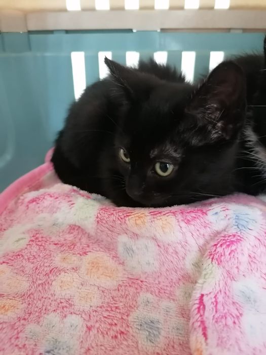 Gatinhos bebés para adoção responsável