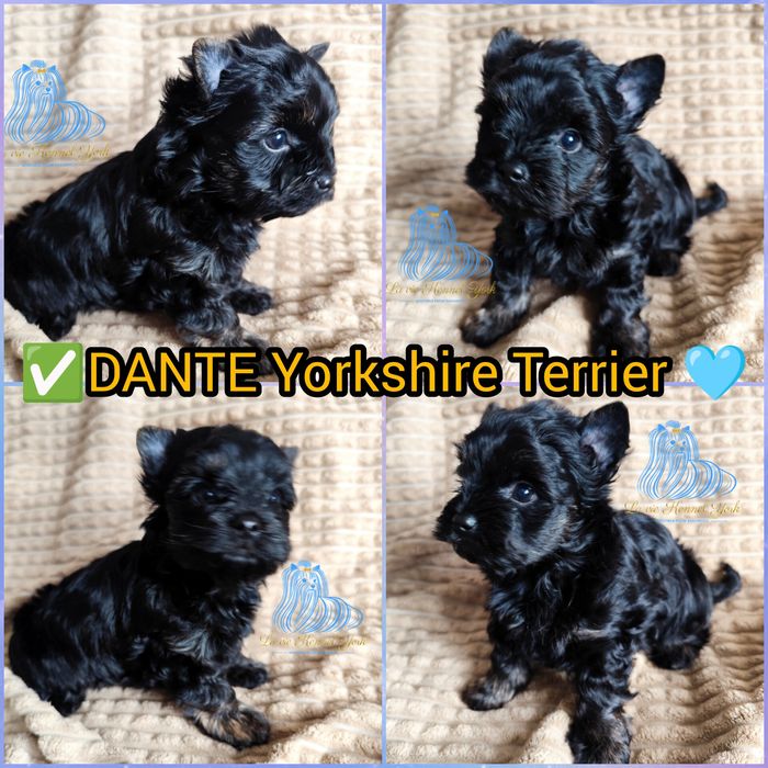 York Yorkshire Terrier piesek -dostępny