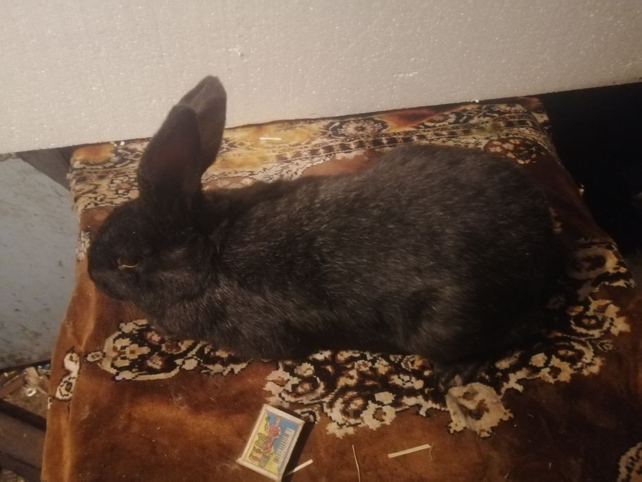 Полтавское серебро