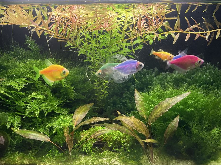 Живі акваріумні рослини