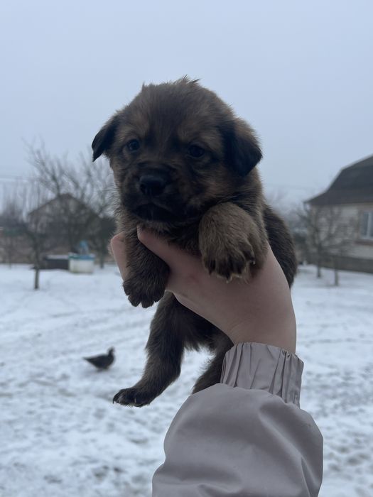 Маленькі цуценята